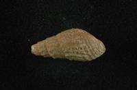 藏品(瘤蜷)的圖片